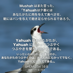 SHEMOTH(出エジプト記)16章8節：Mushahはまた言った、「Yahuahは夕暮にはあなたがたに肉を与えて食べさせ、朝にはパンを与えて飽き足らせられるであろう。Yahuahはあなたがたが、Yahuahにむかってつぶやくつぶやきを聞かれたからである。いったいわれわれは何者なのか。あなたがたのつぶやくのは、われわれにむかってでなく、Yahuahにむかってである」。