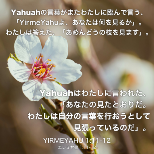 YIRMEYAHU(エレミヤ書) 1章11説〜12説：Yahuahの言葉がまたわたしに臨んで言う、 「YirmeYahuよ、あなたは何を見るか」。わたしは答えた、「あめんどうの枝を見ます」。Yahuahはわたしに言われた、「あなたの見たとおりだ。わたしは自分の言葉を行おうとして見張っているのだ」。