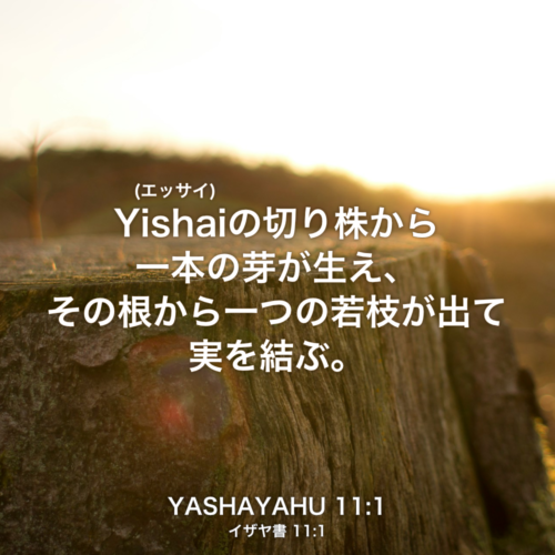 YASHAYAHU(イザヤ書) 11章1節：Yishai(エッサイ)の切り株から一本の芽が生え、その根から一つの若枝が出て実を結ぶ。